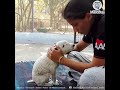 Perra pide ayuda para su cachorro