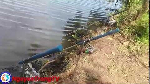 Chiến đấu với cá tra khủng lồ rừng Tràm chim|Kiệt sức với con quái vật này||NguyenTrongTV