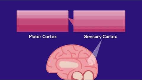 The Neocortex: Illustrated!