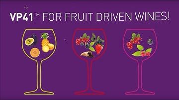 Malolactic fermentation : use the Wine bacteria VP41 for young and fresh forward wines