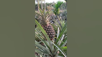 Vùng quê yên bình, Khóm Tắc Cậu.