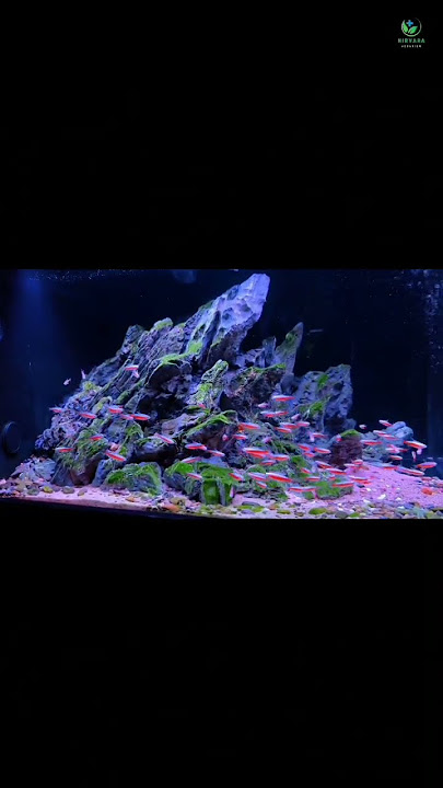 Beautiful Iwagumi Style Aquascape #shorts