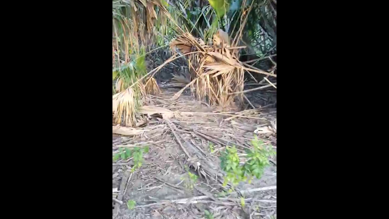 Bow hunting Florida (Good sign in area!) 