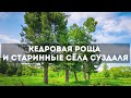 Кедровая роща под Суздалем и старинные сёла