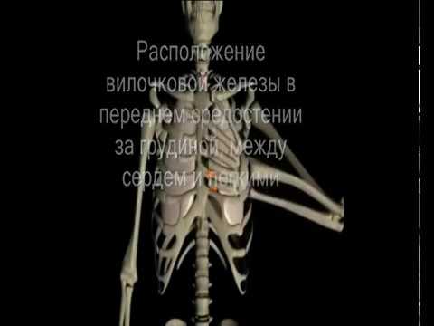 Videó: A Thymus Daganata Macskákban