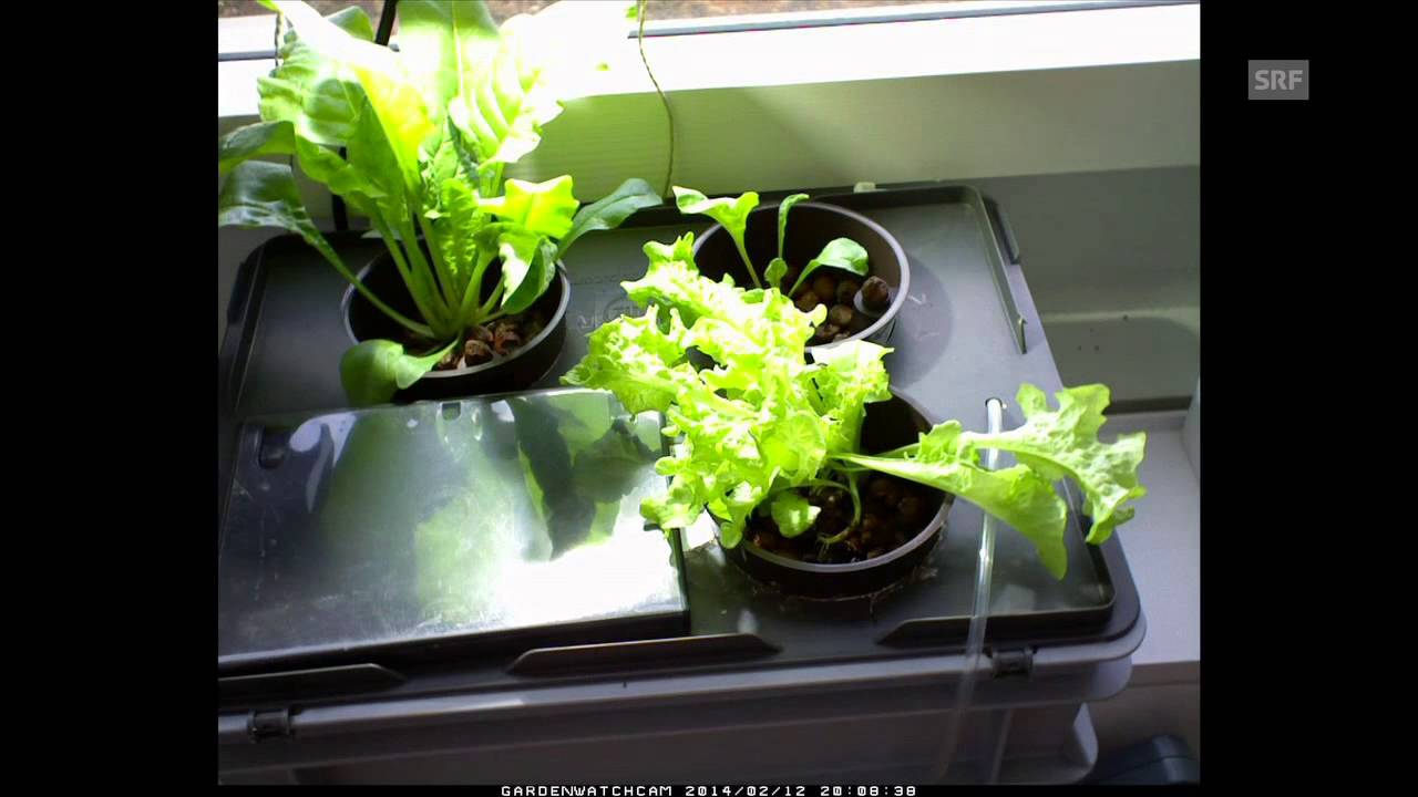Der Digital Gesteuerte Hydro Salat Youtube