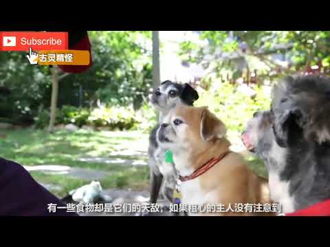 狗狗不能吃的3大食物, 你知道的有多少?