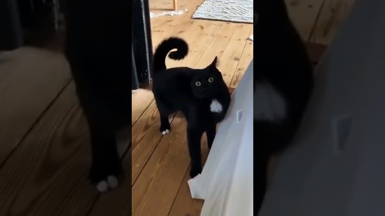 The Cat That Looks Into Your Soul 😂