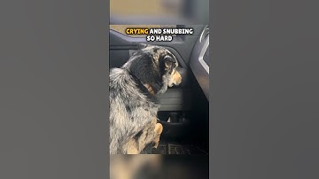 This dog started crying after his owner brought something to home 🥺 #shorts