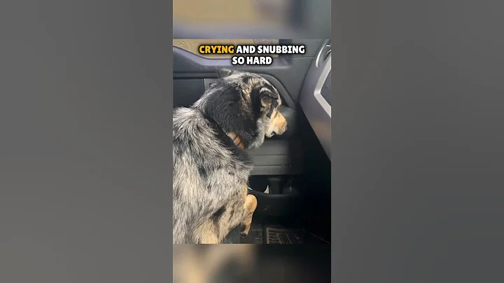 This dog started crying after his owner brought something to home 🥺 #shorts - DayDayNews