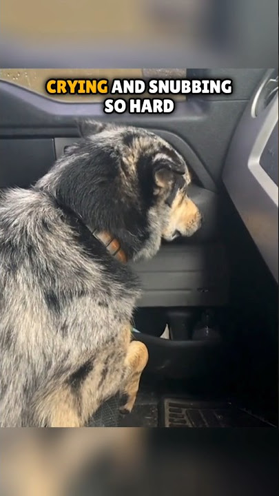 This dog started crying after his owner brought something to home 🥺 #shorts