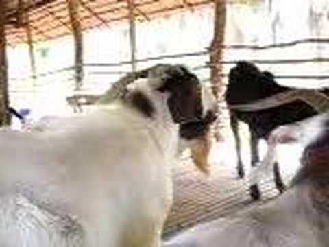 Boer Goat from ayer itam