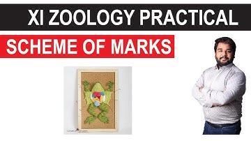 XI ZOOLOGY I Practical Scheme