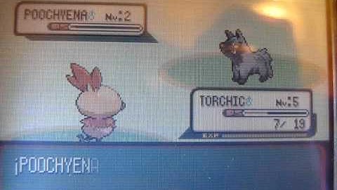 torchic shiny after 807 Soft resets! (Ruby)