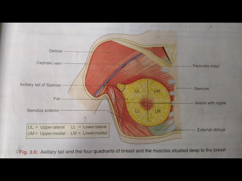 ANATOMY OF MAMMARY GLAND OR BREAST-NOTES#B.D.CHAURASIA#UPPER LIMB