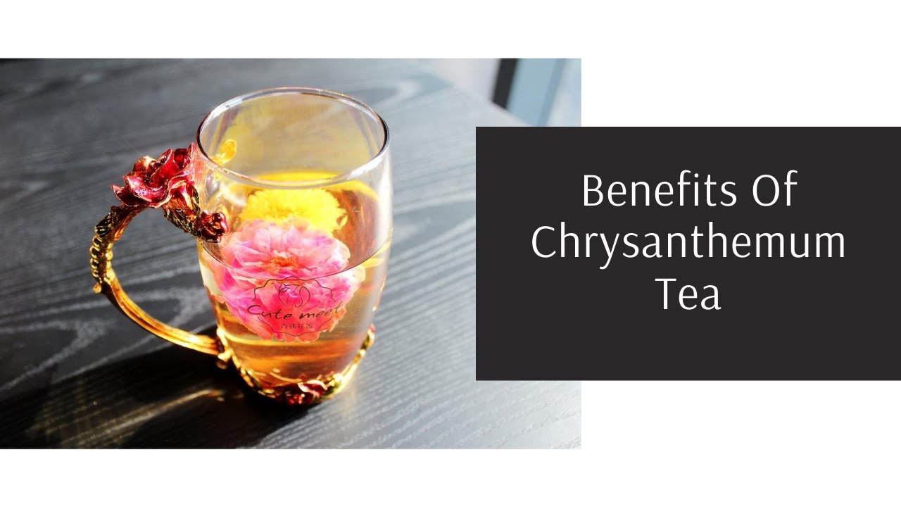 Benefits Of Chrysanthemum Tea Mishry Reviews YouTube