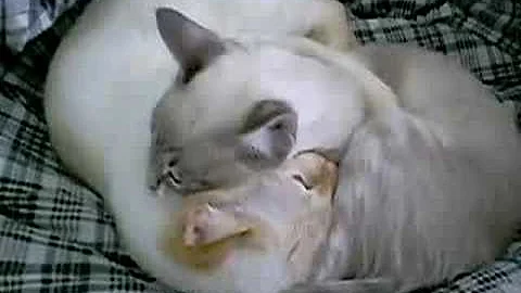 Watch the video about Story of Love & War...From siamese kitty!