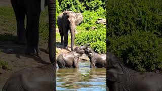 Splash, Play, Repeat Baby Elephants Having The Best Time Ever