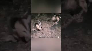 Dos zarigüeyas comiendo serpientes venenosas