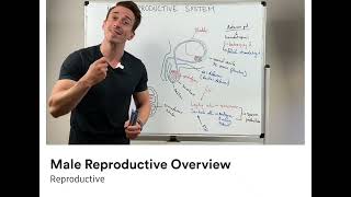 Male reproductive overview