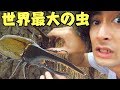 虫取りでヘラクレスオオカブトを捕まえてしまうドッキリ！