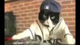 Танцующие коты Танцующие коты