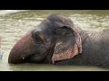elephant celebrating India,assam(bihu)😮
