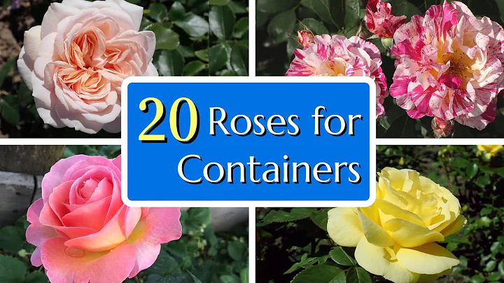 20 Great Roses for Containers - DayDayNews