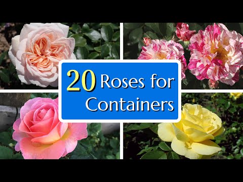 Vídeo: Informació sobre les roses Polyantha i Floribunda