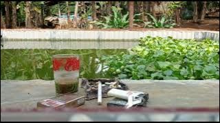 ulah ceurik lagu sunda story WA