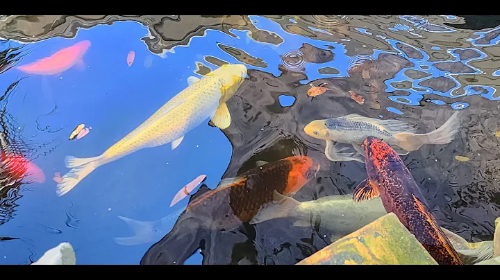 Extra Long Video Of The Koi Enjoying The Warm Temp...