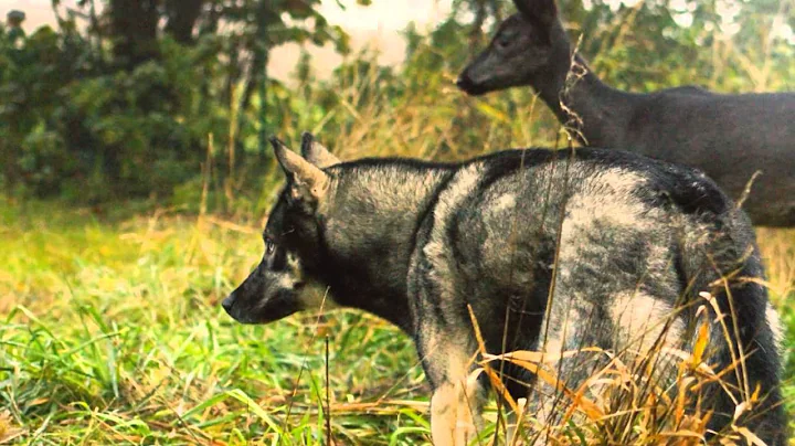 Maja - Siberian Husky with friends