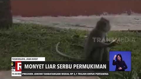 Monyet Liar Serbu Permukiman | REDAKSI SORE (28/09/20)