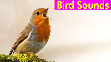 BIRD PICTURES with Sounds and Names in English