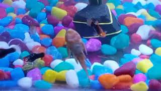 Tank#shortvideo #funny #motivation #aquarium 