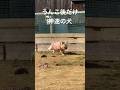 速すぎて遅く見える犬#ペット #いぬ #フレンチブルドッグ