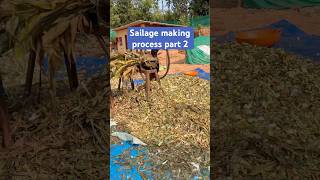 Sailage making process part 2