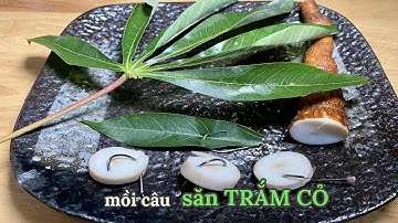 MỒI CÂU TRẮM CỎ BẰNG LÁ - CỦ SẮN TƯƠI ( CÂU NGÂM - LĂNG XÊ - ĐƠN ĐÀI ...)