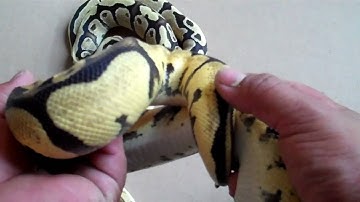 lesser bee and fire and the pastel