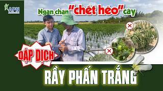 Apn - Dập Dịch Rầy Phấn Trắng & Công Thức Tưới Gốc Trị Chết Héo Cây Ớt