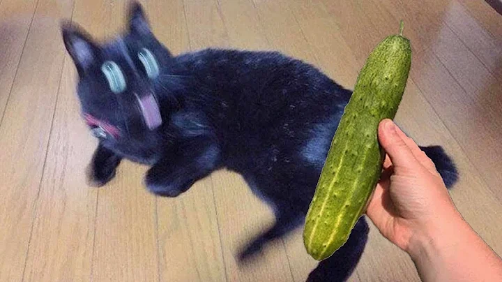 The Funniest Animal Videos Ever! 🐾😂 PART  2