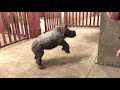 Rhino calf plays with zoo keeper