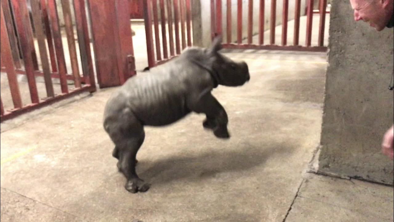 Rhino calf plays with zoo keeper