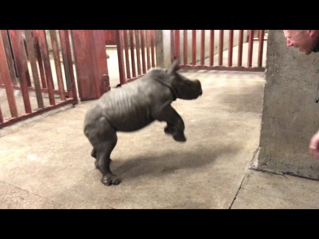 Rhino calf plays with zoo keeper class=