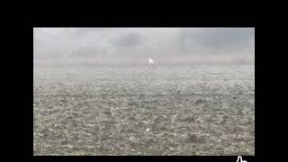 Rosharch hare coursing in uk