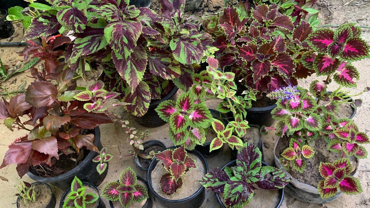 جرب تزرع نبات السجاد بنفس طريقتي وأحصل على نباتات قوية نضرة متعددة الالوان وليس لها مثيل🪴☘️شاهد