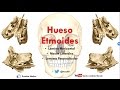 Anatomía - Hueso Etmoides (Lámina Vertical, Lámina Horizontal y Masas Laterales)