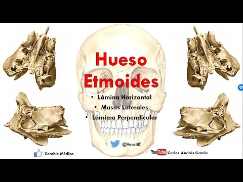 Video: ¿Qué es el hueso lateral?