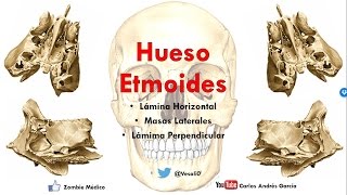 Anatomy - Ethmoid Bone (Vertical Plate, Horizontal Plate and Lateral Masses)