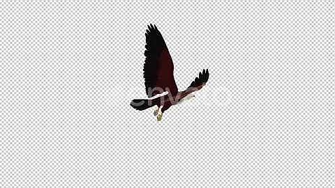Brahminy Kite - 4K Flying Loop - Back Angle View | Motion Graphics - Envato elements